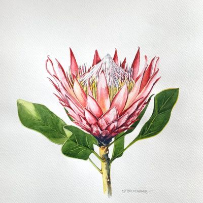 Watercolour