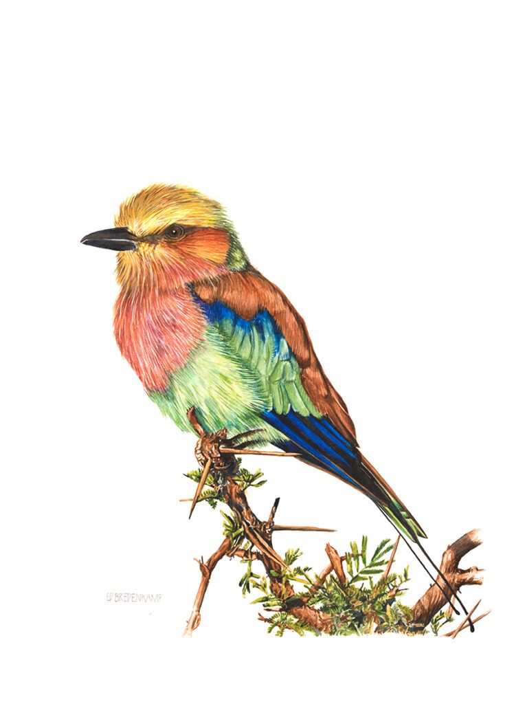 (acp) LILAC BREASTED ROLLER - A LIMITED EDITION PRINT - Lembu Gallery