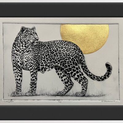(et) LEOPARD - 'LOOKING BACK.'  An original framed etching