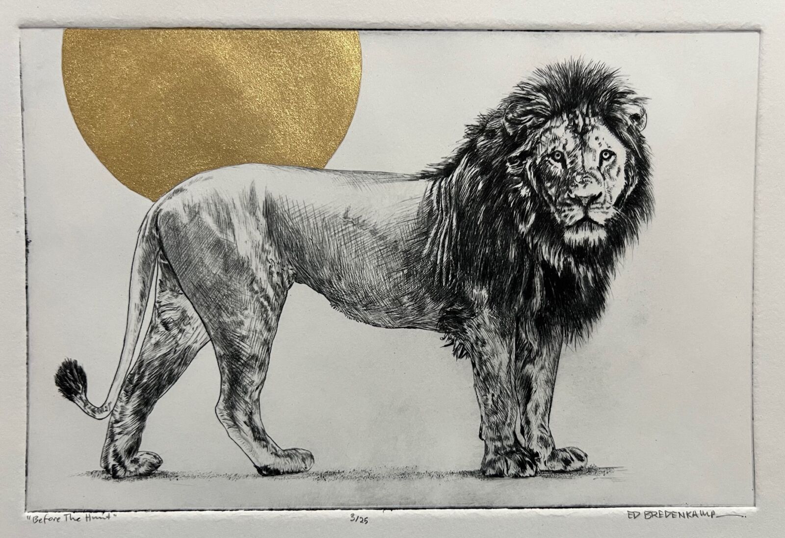 (et) LION - BEFORE THE HUNT - An original framed etching - Image 2