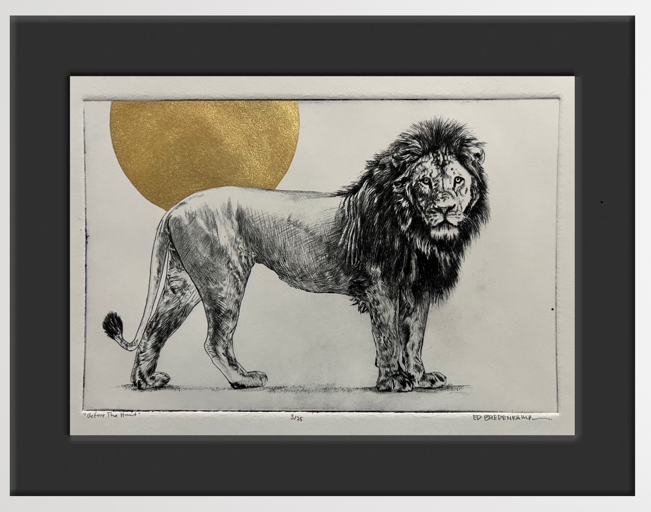 (et) LION - BEFORE THE HUNT - An original framed etching