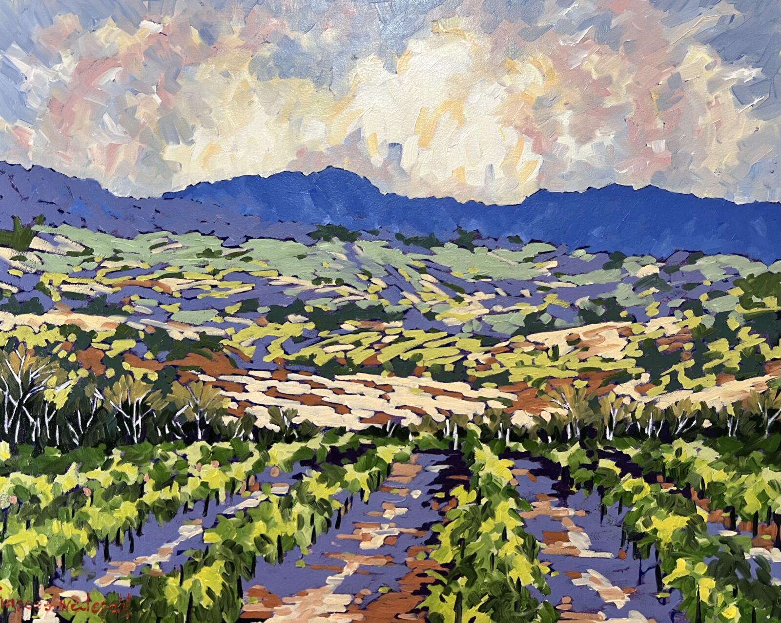 Cape Vineyards