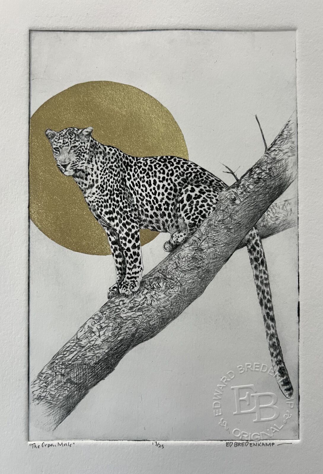 (et) LEOPARD - 'THE ORPEN MALE.' - An original framed etching - Image 2